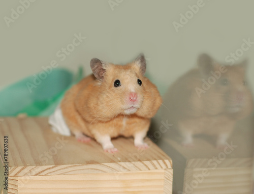 Golden hamster with cheek pouches full of food