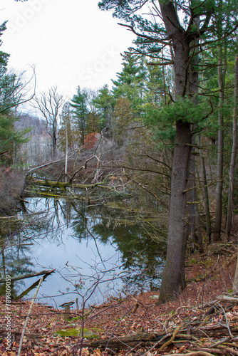 river in the woods