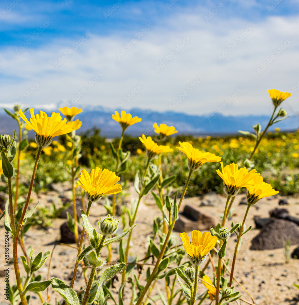 Fototapeta premium Desert Gold Wildflowers in Panamint Valley, Death Valley National Park, California, USA