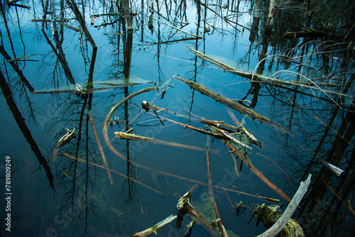 reflections in the water