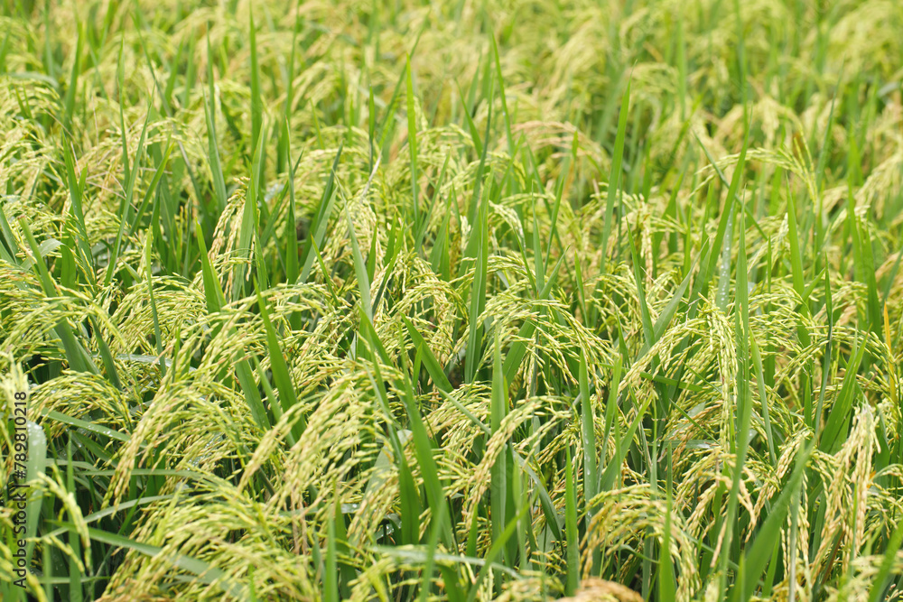 green rice field background close up beautiful yellow rice fields soft focus green rice field background close up beautiful yellow rice fields soft focus