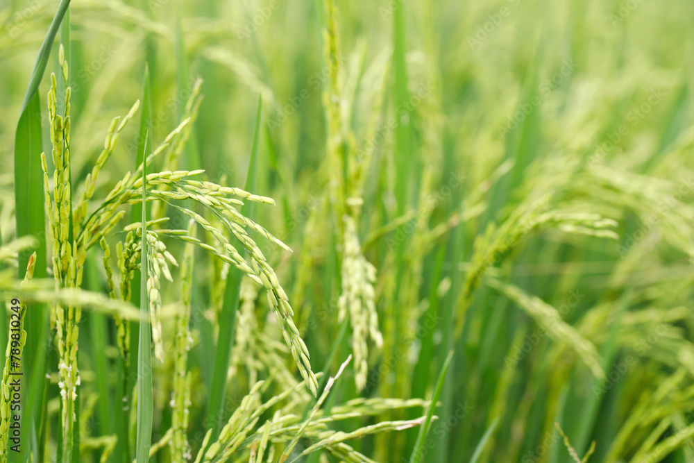 green rice field background close up beautiful yellow rice fields soft focus green rice field background close up beautiful yellow rice fields soft focus