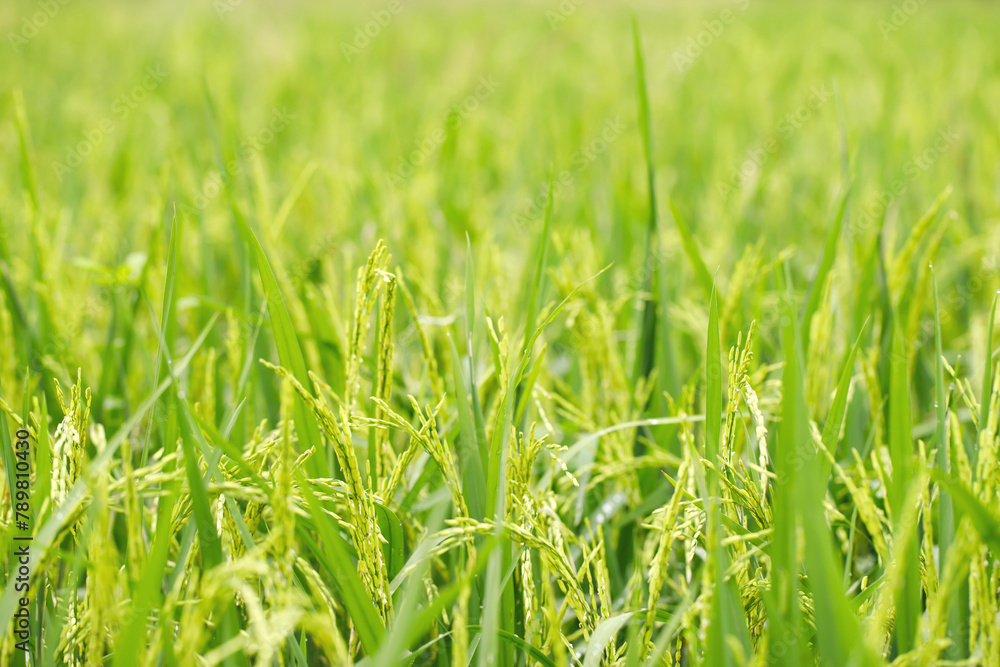 green rice field background close up beautiful yellow rice fields soft focus green rice field background close up beautiful yellow rice fields soft focus
