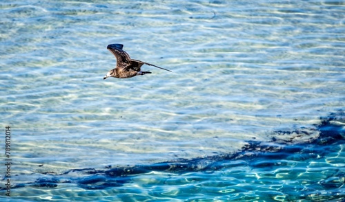 A juvenile Pacific Gull (larus pacificus georgii) flying low over clear blue water on a reef.