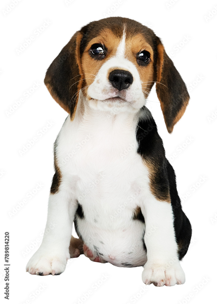 Png Beagle sticker, cute puppy collage element on transparent background
