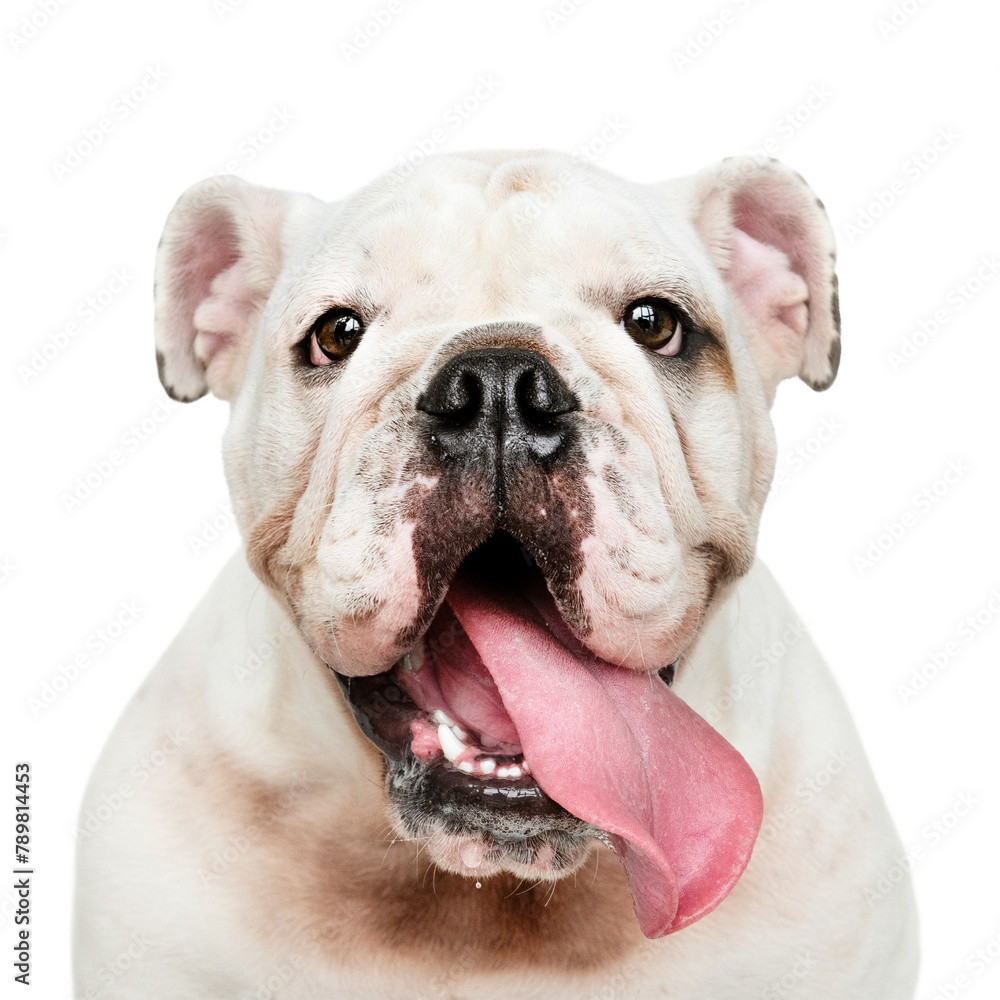 Dog png sticker, cute White English Bulldog on transparent background