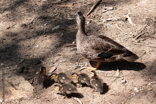 the pacific black duck has a dark body and a paler head with a dark crown and facial stripes. Its feathers are dark brown with tan edges, it has a black beak photo