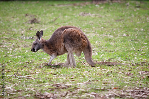 Red kangaroo males tend to be orange red in coloring while females are often blue grey. Both males and females are a lighter whitish color underneath.