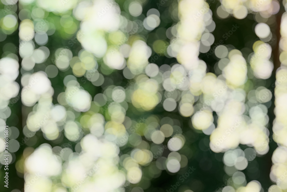Obraz premium Abstract bokeh blur green tree in forest background.