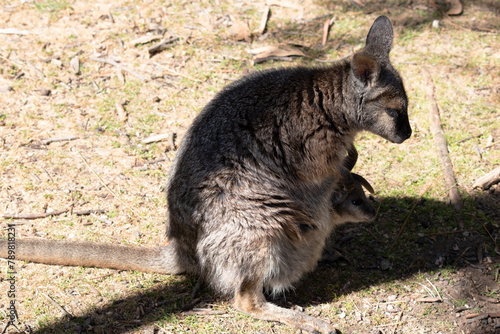 The tammar wallaby  has dark greyish upperparts with a paler underside and rufous-coloured sides and limbs. The tammar wallaby has white stripes on its face.
