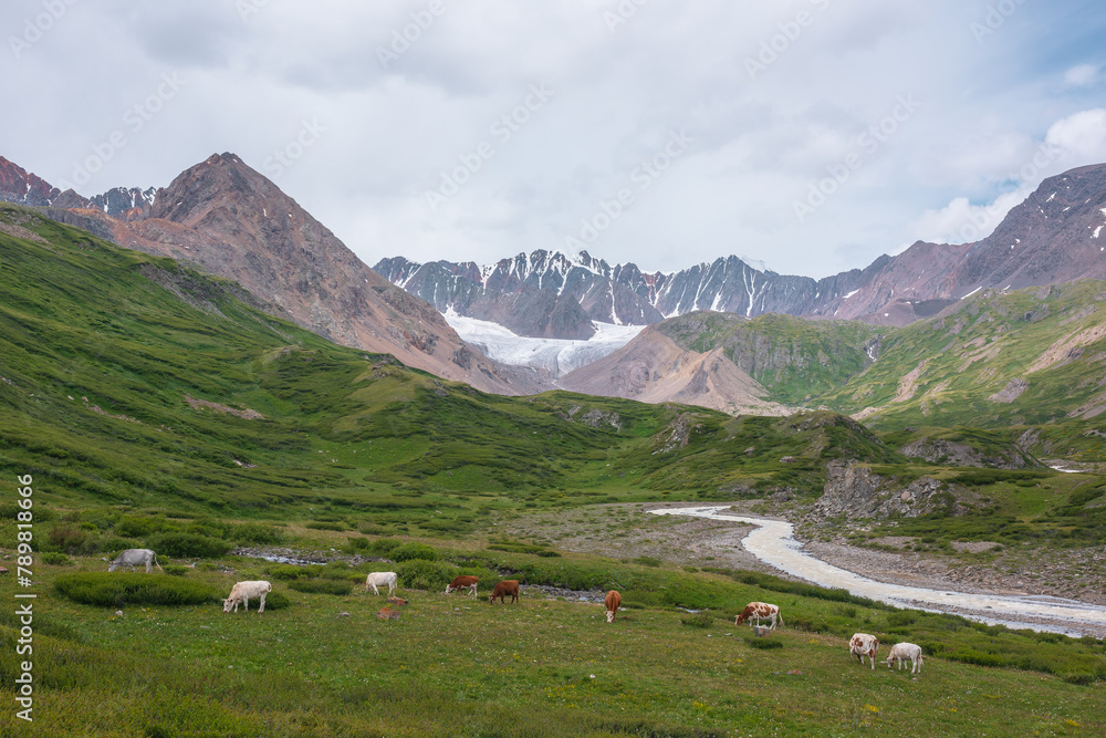 Cows grazing on flowering grassy meadow near serpentine mountain river with view to big glacier in large mountains. Snake river flows in green alpine valley under cloudy sky. Cattle among lush flora.