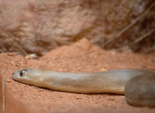 The Woma snake is grey-brown or golden-brown python on its back with dark brown bands across its body and a yellow or white belly.