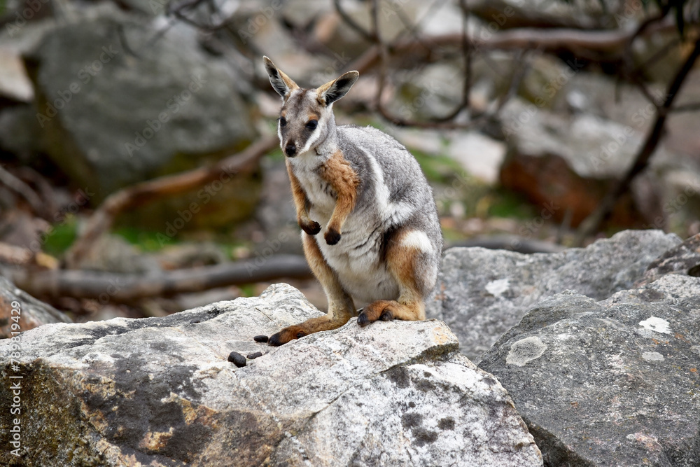 The Yellow-footed Rock-wallaby is brightly coloured with a white cheek stripe and orange ears. It is fawn-grey above with a white side-stripe, and a brown and white hip-stripe. The Yellow-footed Rock-wallaby is brightly coloured with a white cheek stripe and orange ears. It is fawn-grey above with a white side-stripe, and a brown and white hip-stripe.