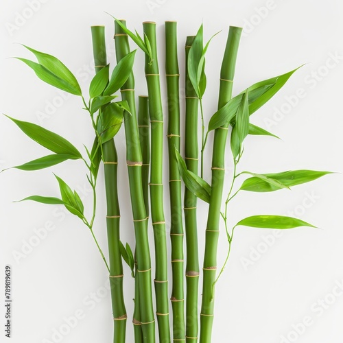   A tight shot of several green bamboo stalks against a white backdrop  adorned with verdant leaves Behind stands a blank white wall