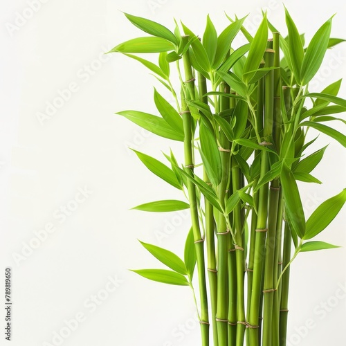  A tight shot of a towering bamboo stalk against a white backdrop, its emerald leaves pressed against a clean wall