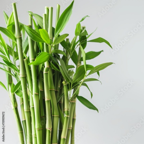  Close-up of bamboo in glass vase, green leaves against white table, gray backdrop