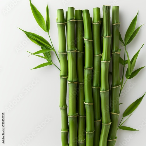   A tight shot of green bamboo bundled with leaves against a pristine white backdrop  accompanied by shadows beneath the stem bases