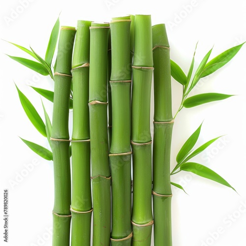   A tight shot of several green bamboo stalks One top stalk bears lush green leaves