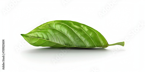 Leaves coffee tree isolated on white background,Leaf chili isolated on white background Green of pepper leaves pattern

 photo