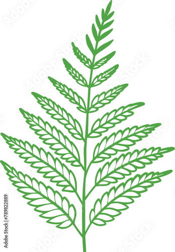 Fern Leaf Isolated on White Background