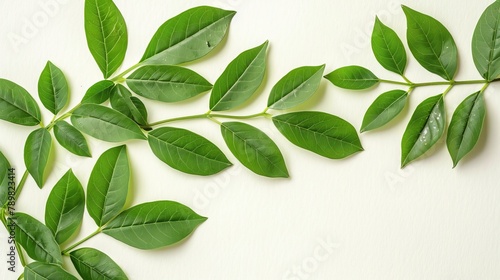  close-up image of a green leafy plant against a plain white background, allowing ample room for superimposed text or an inserted image