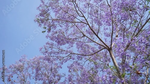 Wallpaper Mural Jacaranda tree with masses of purple flower blooms gently swaying in breeze. Springtime. Torontodigital.ca