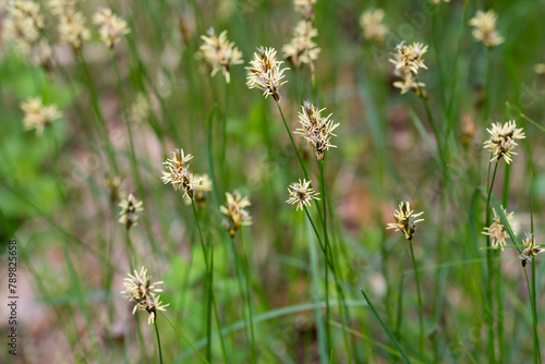 flowering grass in meadow closeup selective focus