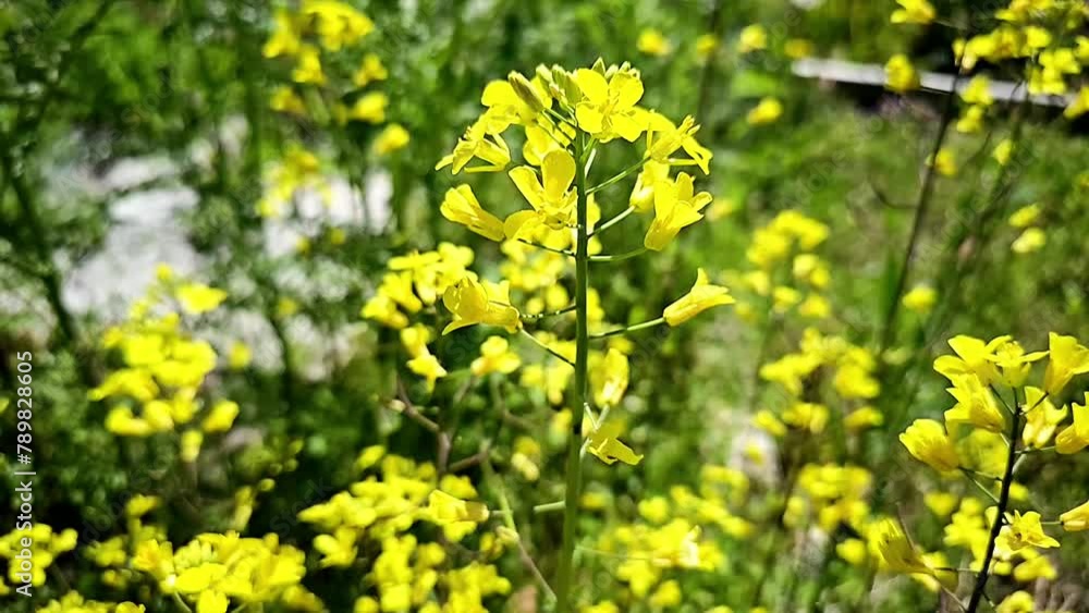 Slow Motion backing up dolly shot of yellow flowers in a garden Slow Motion backing up dolly shot of yellow flowers in a garden