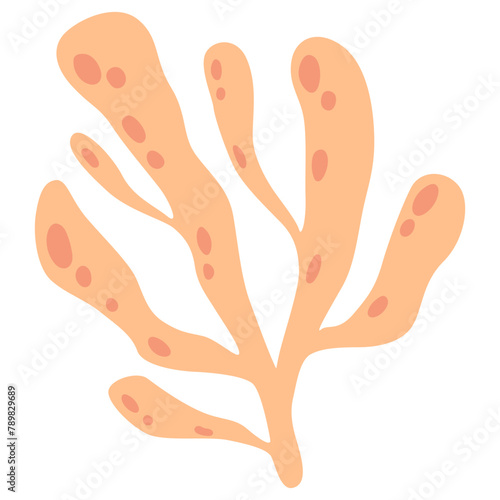 Coral Illustration