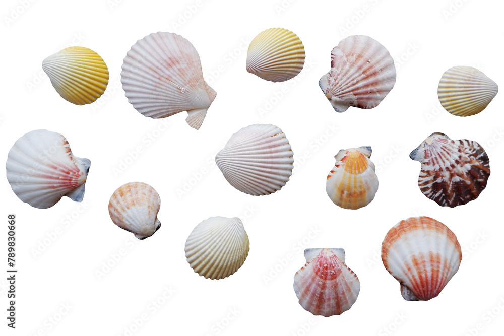 seashells, isolated on transparent background. Set of seashells. seashells, isolated on transparent background. Set of seashells.