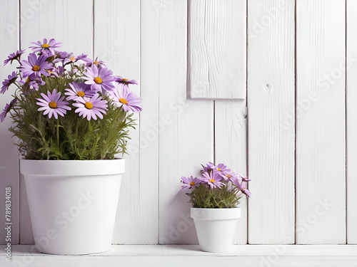 White old vintage wooden wall decorated with purple Daisy in white  pots for background © Rapeeporn