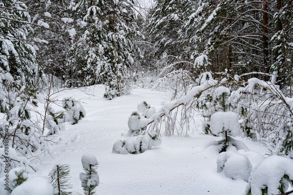 Winter snow-covered forest. Snowfall in the winter forest. Winter snow-covered forest. Snowfall in the winter forest.