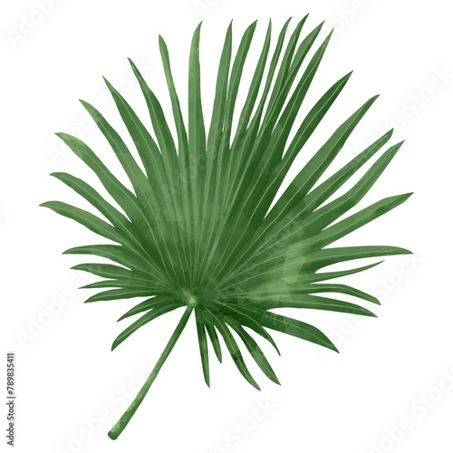 Png fan palm leaf watercolor botanical photo
