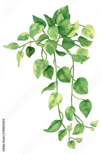 Png golden pothos watercolor leaf botanical