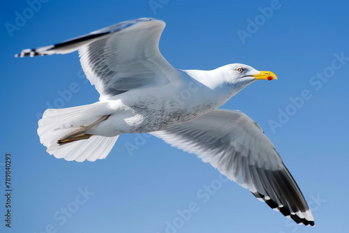 Graceful seagull in mid-flight, wings outstretched, against a clear blue sky.