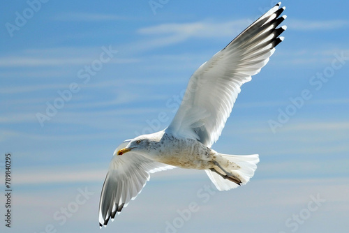 Graceful seagull in mid-flight  wings outstretched  against a clear blue sky.