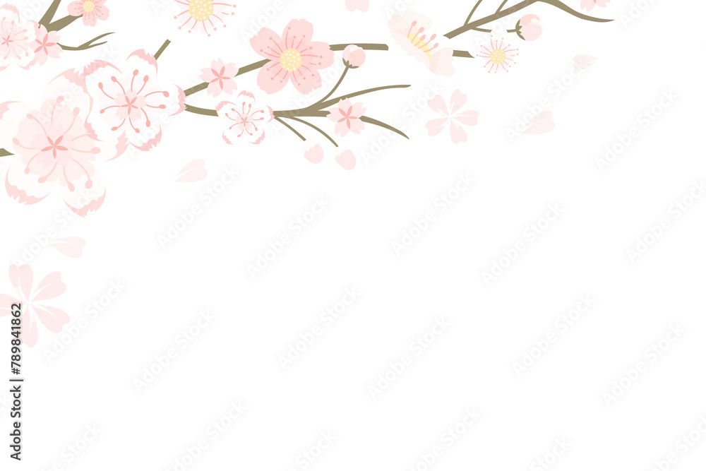 Png Japanese cherry blossom transparent background Hanami festival