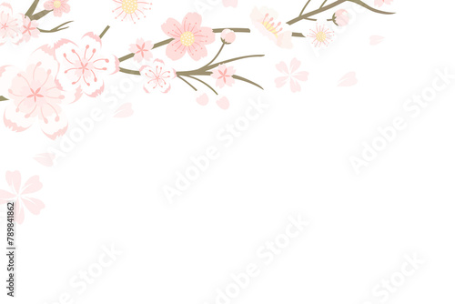 Png Japanese cherry blossom transparent background Hanami festival