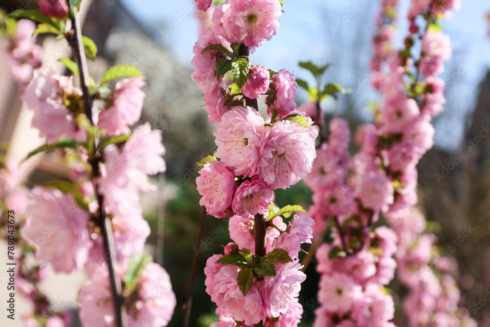 Beautiful blossoming tree branches over blurred nature background. Closeup Beautiful blossoming tree branches over blurred nature background. Closeup