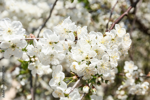 Blooming branch on blurred background. Closeup