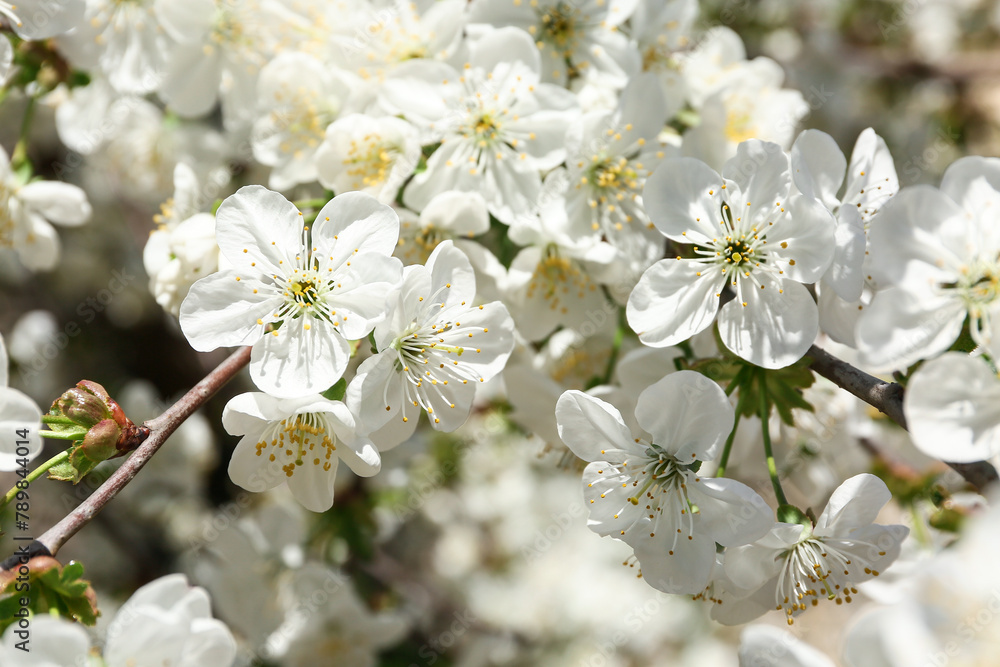 Blooming branch on blurred background. Closeup Blooming branch on blurred background. Closeup
