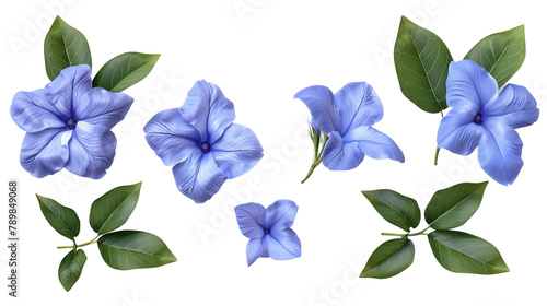 periwinkle flowers in full bloom, isolated on a transparent background. Top view flat lay 3D digital art design perfect for botanical illustrations and springtime concepts. photo