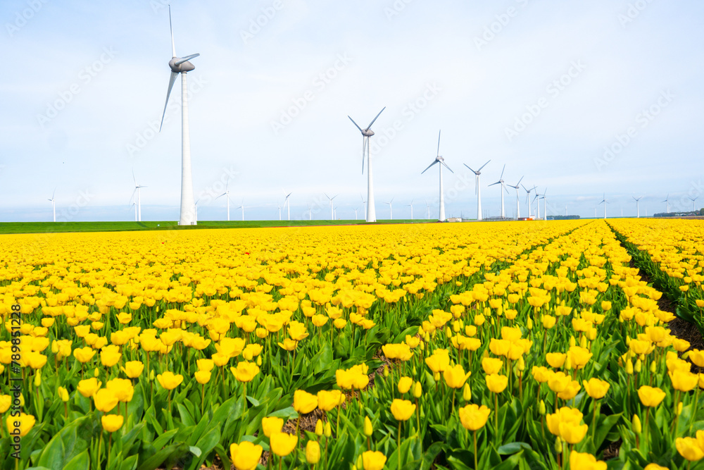 windmill park with tulip flowers in Spring, windmill turbines Netherlands Europe