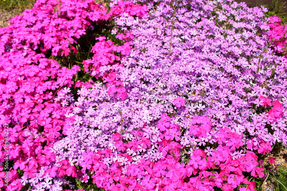 春の訪れを感じる綺麗なお花 春の訪れを感じる綺麗なお花
