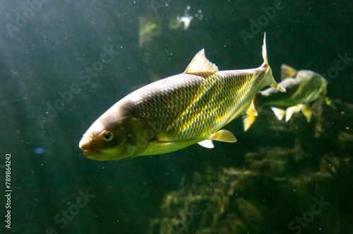 Carp in the aquarium, close-up view of the fish