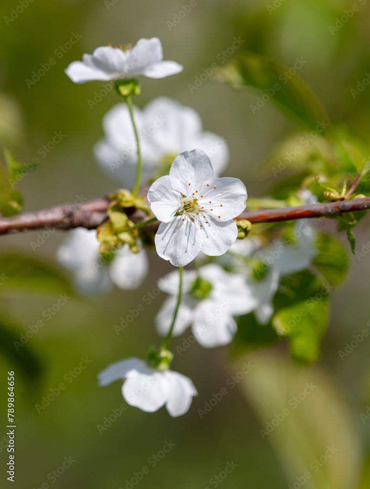 Flowers on a cherry tree in spring. Close-up Flowers on a cherry tree in spring. Close-up