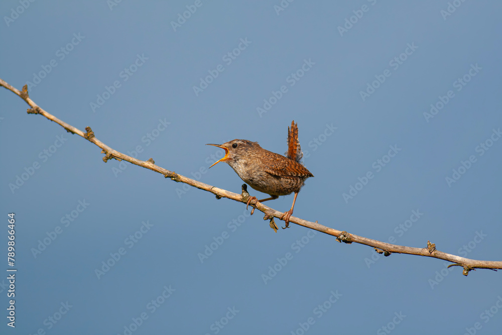 bird looking around in woodland, Eurasian Wren, Troglodytes troglodytes bird looking around in woodland, Eurasian Wren, Troglodytes troglodytes