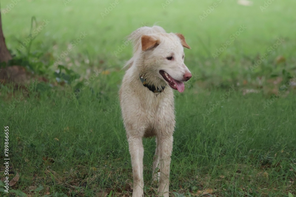 Fototapeta premium dog on the grass