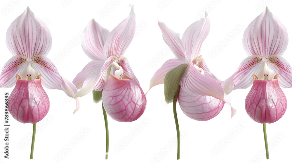 Pink lady slipper orchid digital art 3D illustration, isolated on transparent background. Top view flat lay of vibrant, exotic tropical flower. Perfect for botanical designs, graphics, and elegant flo