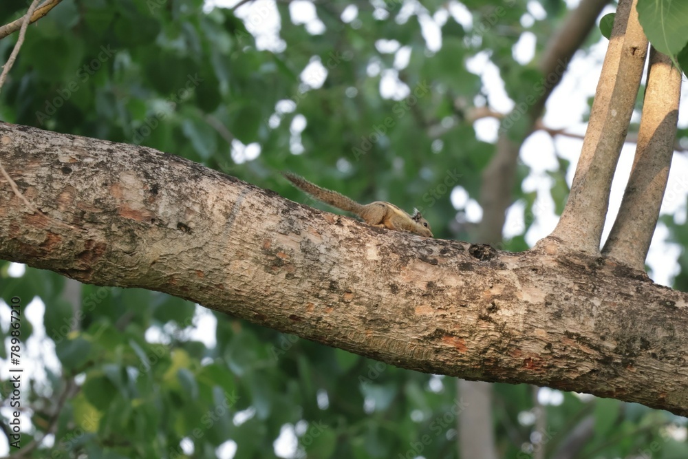 woodpecker on tree woodpecker on tree